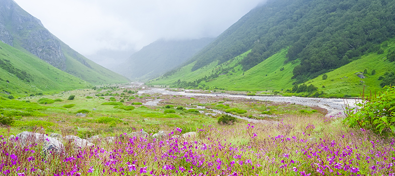 Las hierbas ayurvédicas se recolectan en los valles de las Himalayas.