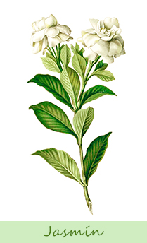 Ilustración de una planta de jasmín.