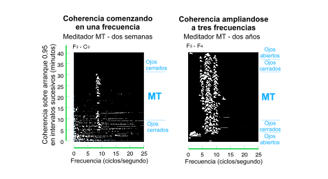 Mayor coherencia en y entre los hemisferios del cerebro.